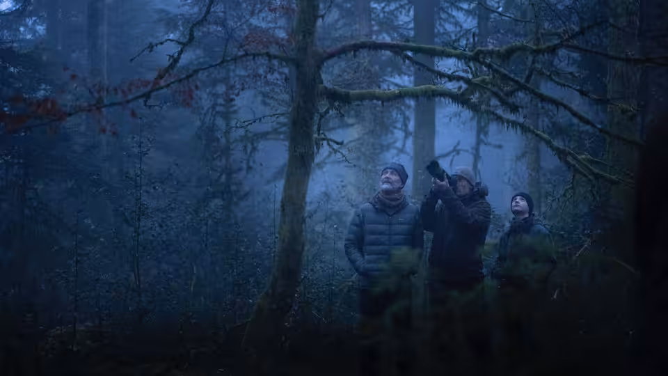Three men stand beneath towering trees in a shadowy forest, looking up into the branches