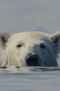Nuisance Bear poster 2