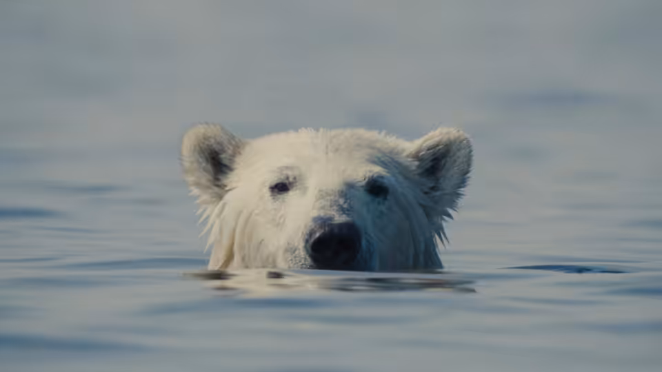 A polar bear swims through calm water with its head and ears above the surface