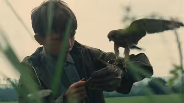 Billy (Dai Bradley) trains his kestrel while standing in tall grass