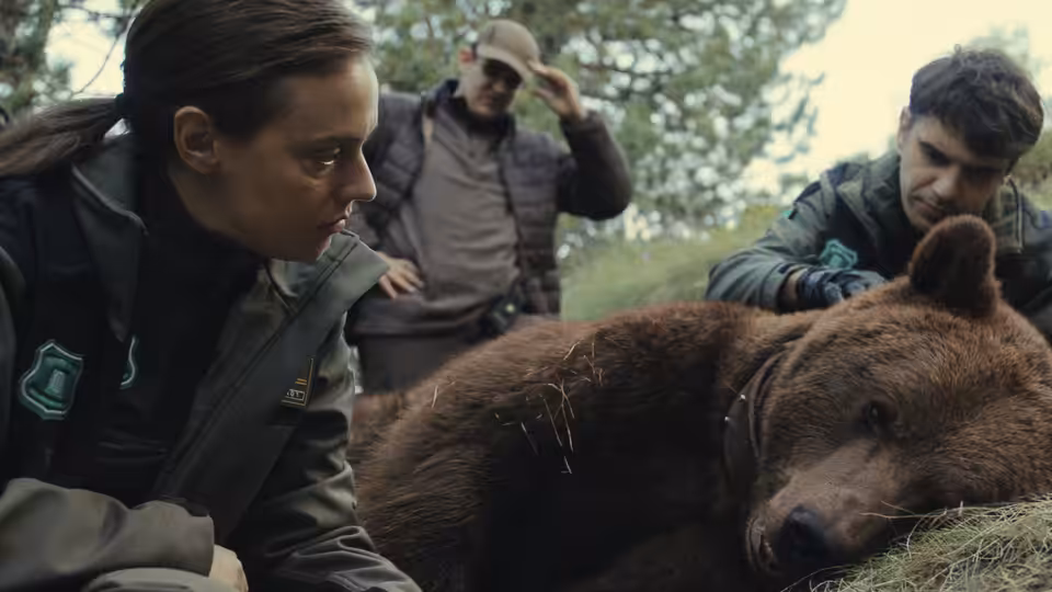 A uniformed woman and two men examine an unconscious bear in the woods
