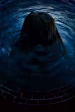 Ring poster 8
