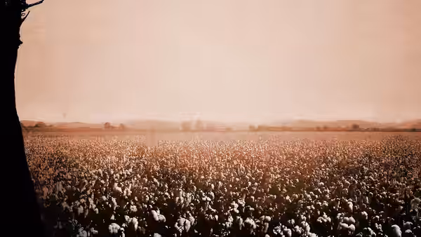 A vast cotton field stretches to the horizon under a hazy sky
