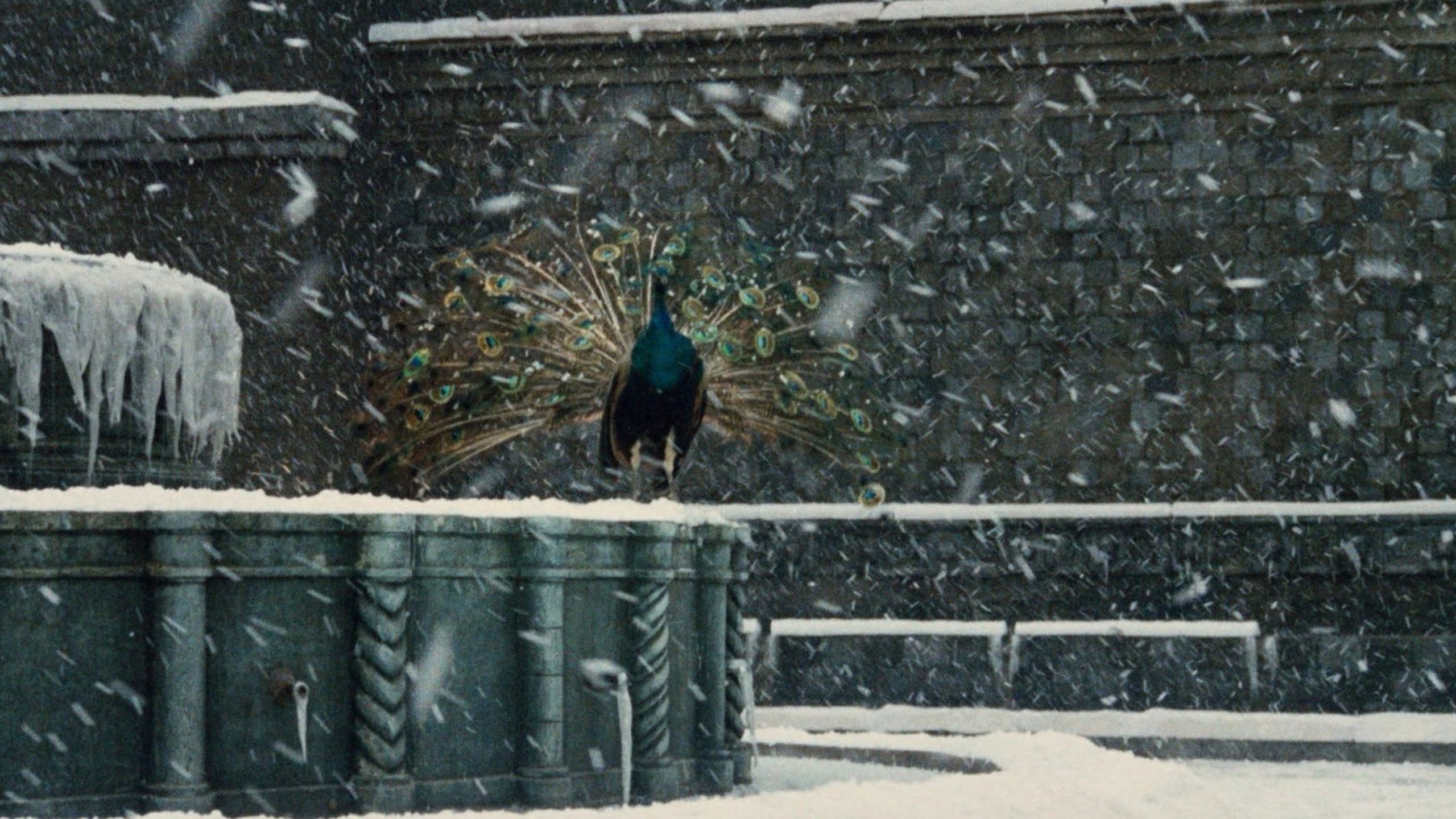 Amarcord, still 6