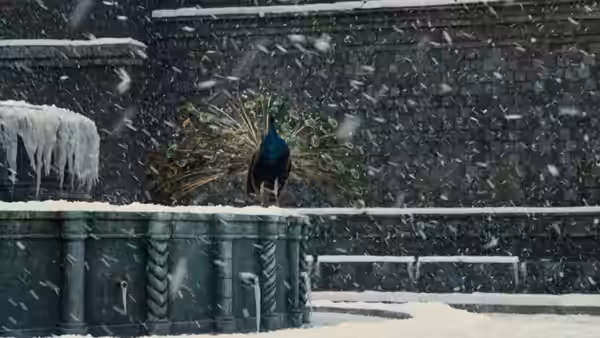 A peacock displaying its feathers on a snowy ledge