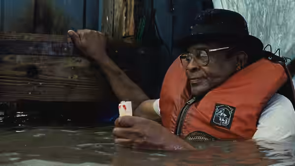 Walrus holding a playing card while standing in floodwater