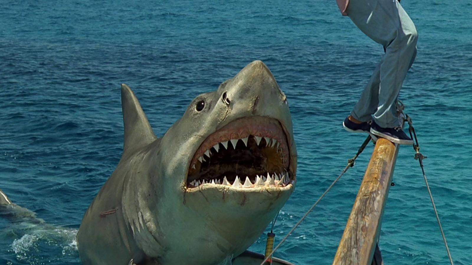 Jaws: The Revenge, still 2
