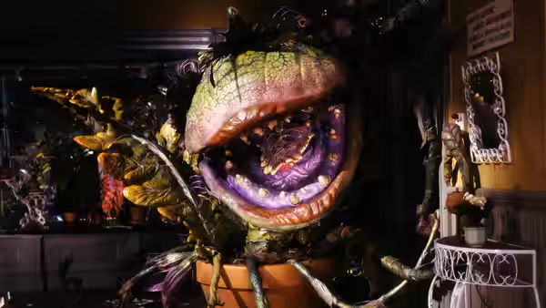 Large carnivorous plant with open mouth showing teeth in a flower shop