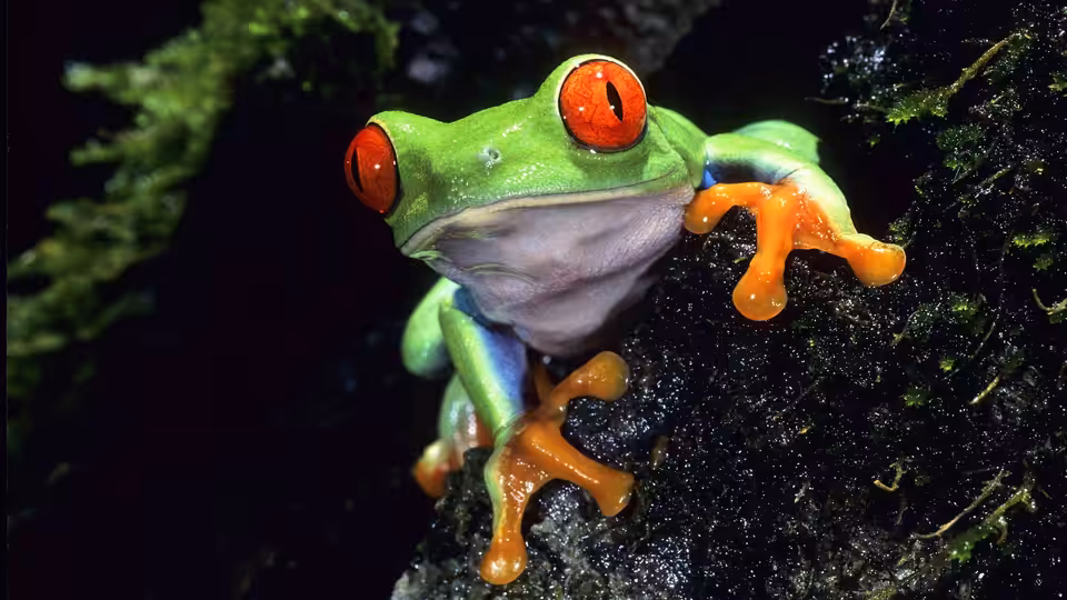Red-eyed tree frog clinging to a dark mossy branch with orange feet