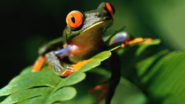 Red-eyed tree frog resting on a broad green leaf with orange limbs