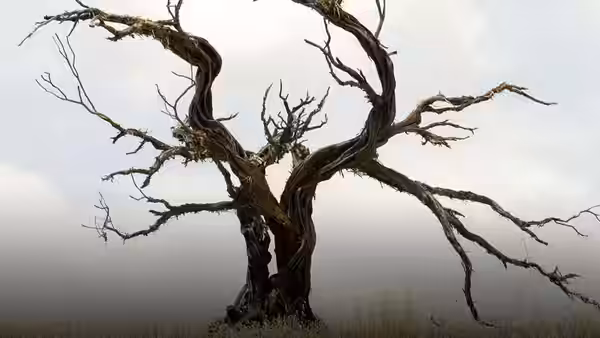 A twisted dead tree standing in a foggy grassy field