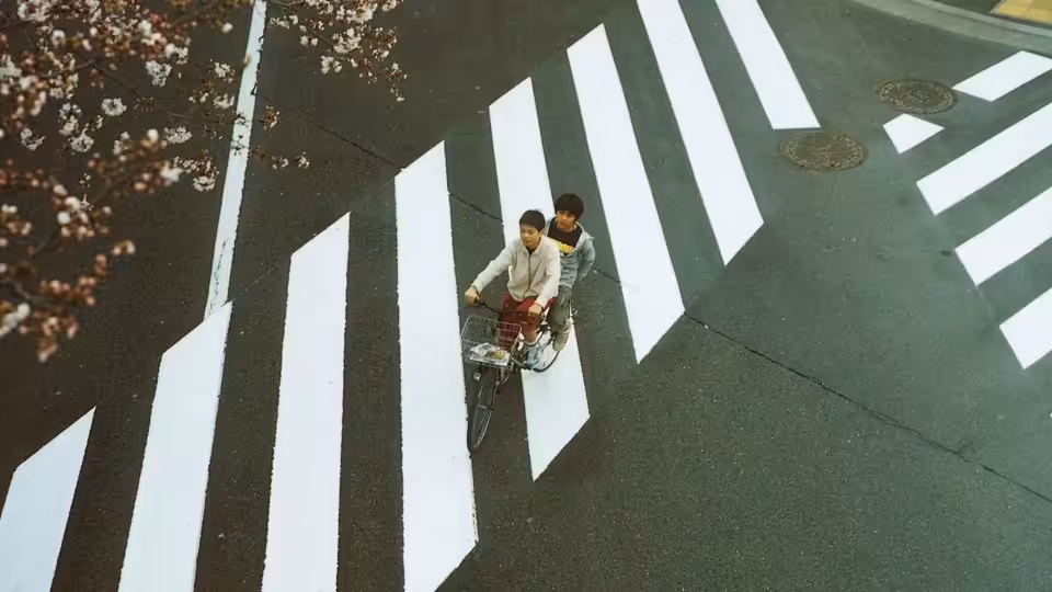 Two boys ride a bicycle across a zebra crossing beneath overhanging blossoms