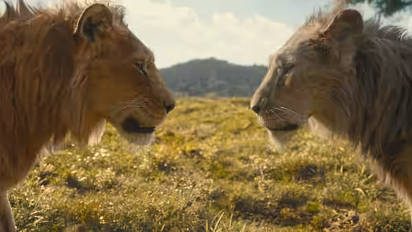 two adult lions face each other across a grassy plain at dusk