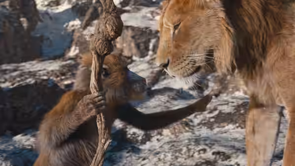 young baboon holding a staff reaches toward an adult lion on rocks
